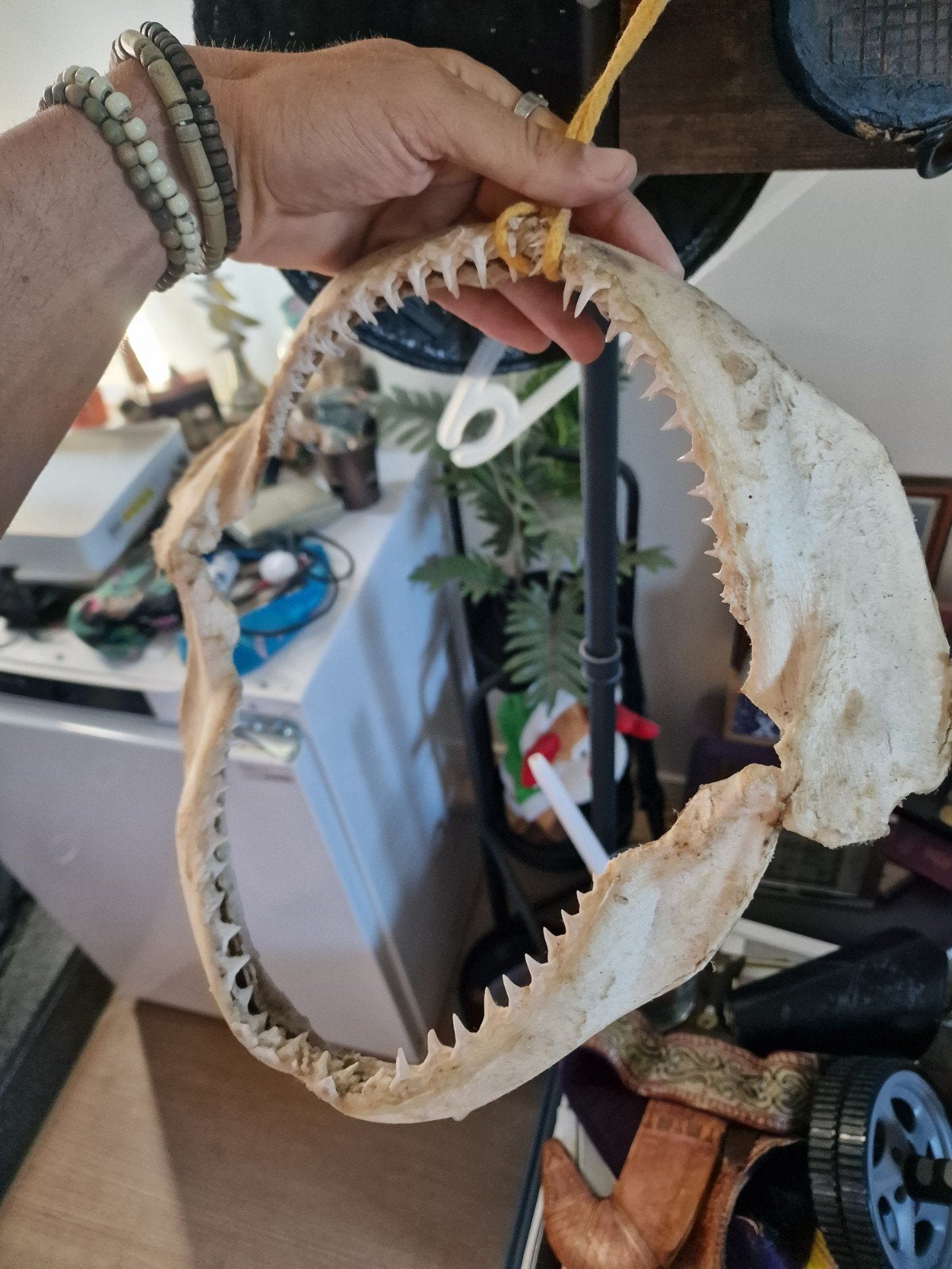 Dents de requin - RÉELLES, Maison & Meubles, Accessoires pour la Maison | Couronnes, Enlèvement