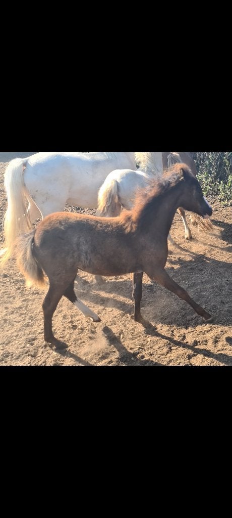 Welsh A merrieveulen, Animaux & Accessoires, Poneys, Avec pedigree, Poney de récréation, Poney A (jusqu'à 1.17 m), Ne s'applique pas
