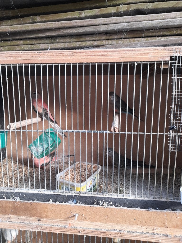 bourkes, Dieren en Toebehoren, Geslacht onbekend, Parkiet