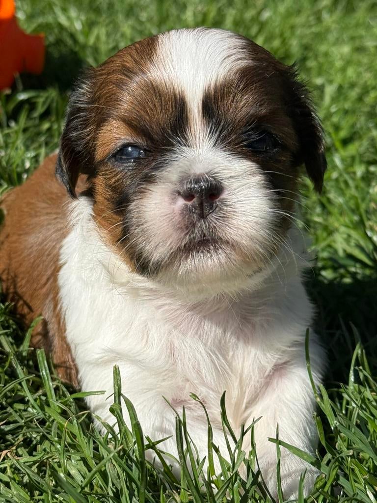 Lhasa apso pups, Parvo, België, 8 tot 15 weken, Meerdere