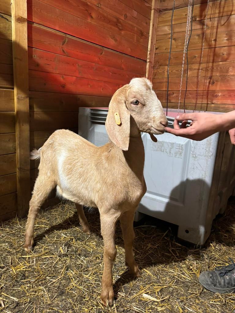 Geiten bok te koop, Dieren en Toebehoren