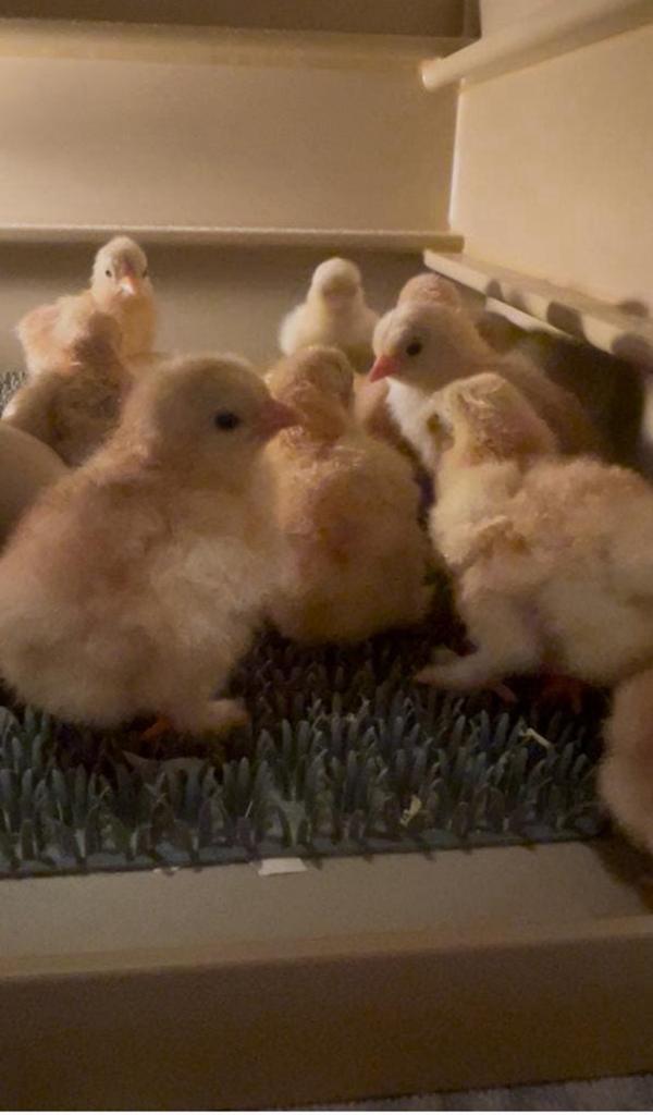 20 Cochin kriel kuikentjes rood gepareld