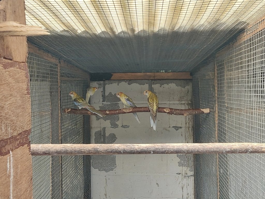 Bleekkop cin.lutino en.pennant geelpastel..strogeel lutino, Dieren en Toebehoren, Parkiet, Geringd