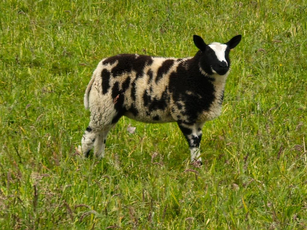 Baggerbonte ooilammeren, Animaux & Accessoires, Moutons, Chèvres & Cochons, Mouton, Femelle, 0 à 2 ans