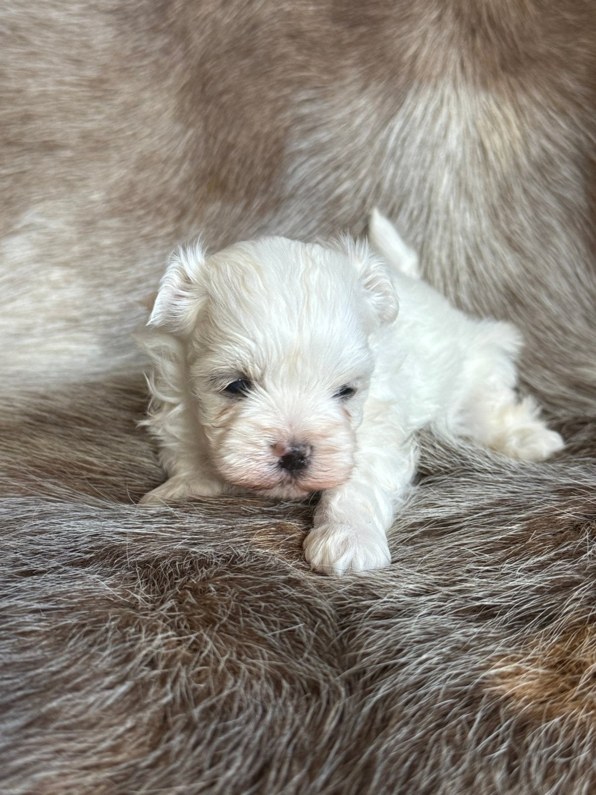 Bichon Maltais Chiot, Animaux & Accessoires, Chien (mâle), Maladie de Carré (chiens), Belgique, Bichon maltais