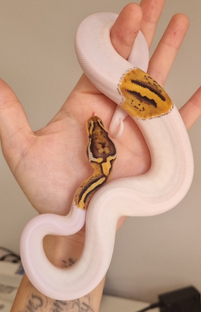 0.1 special enchi pastel piebald koningspython Ball Python photo 3