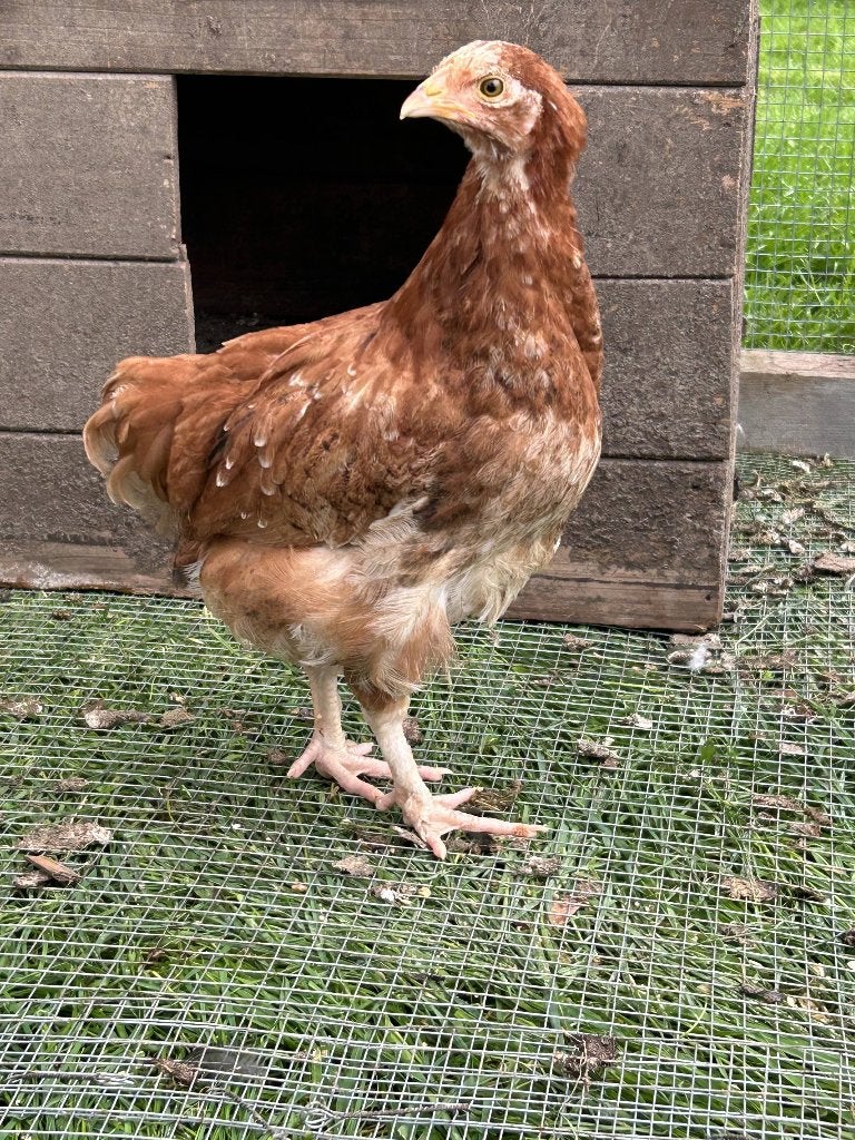 Marans jonge hennen, Femelle, Poule ou poulet