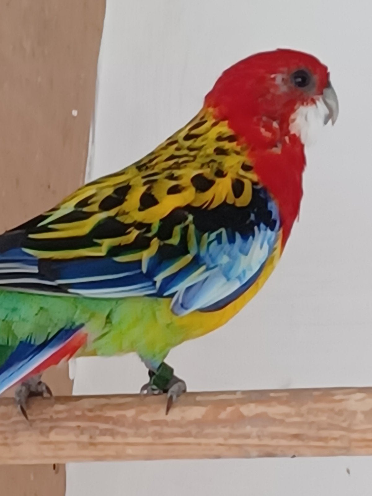 Rosella goudmantel en opaline rood, Dieren en Toebehoren, Meerdere dieren