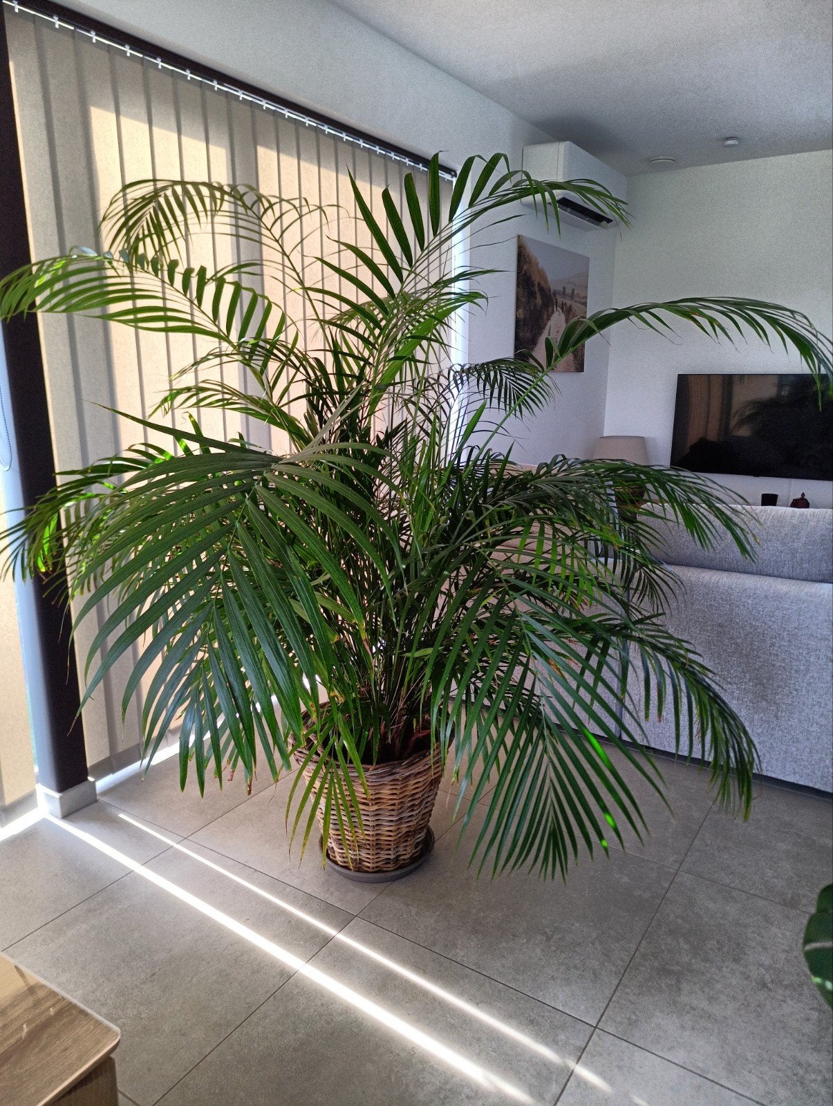 Areca/Palmier dore, Enlèvement, Palmier, 200 cm ou plus