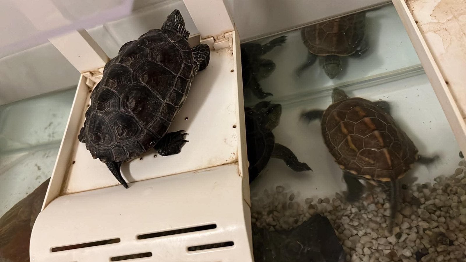 3 waterschildpadden, Dieren en Toebehoren, Reptielen en Amfibieën, Schildpad, Met terrarium, 3 tot 6 jaar