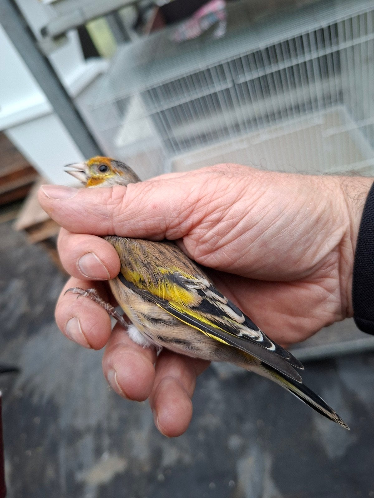 hybrides distelvink/kanarie 2026