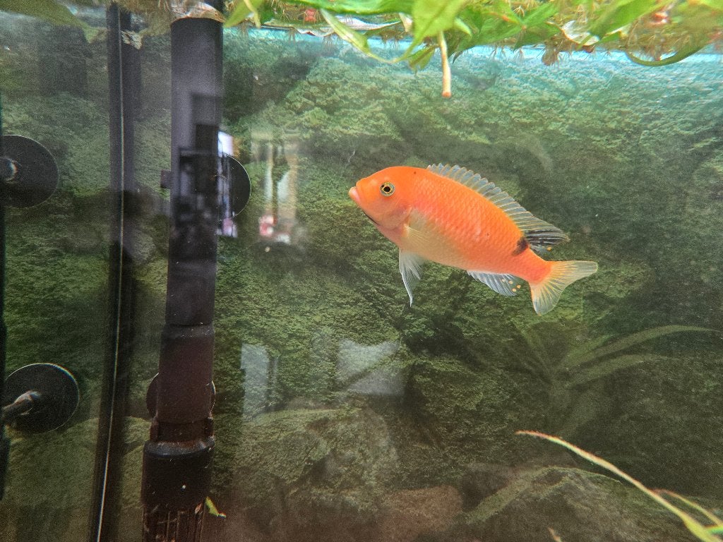 Rode Zebra Cichlide (Metriaclima estherae), Dieren en Toebehoren, Vissen | Aquariumvissen, Vis, Zoetwatervis