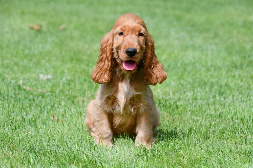 Chiots Cocker Spaniel anglais à vendre, 15 semaines à 1 an, Chien (mâle), Plusieurs, Étranger