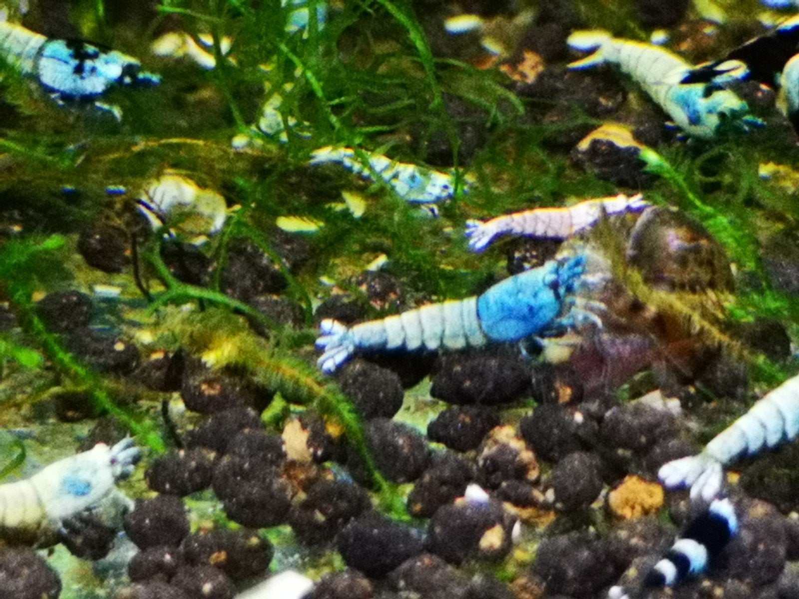 Abeille taïwanaise Blue Bolt (crevettes caridina)