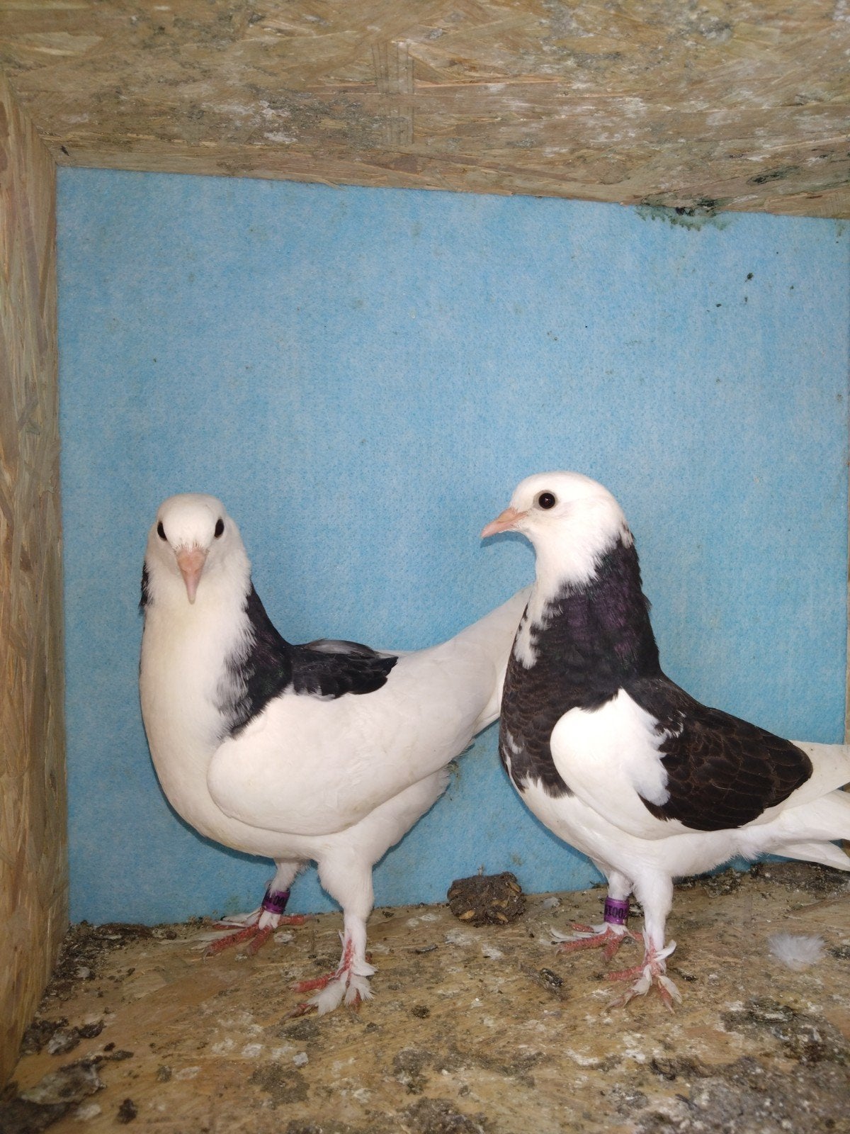 Jeune couple pigeon 2026, Animaux & Accessoires, Enlèvement