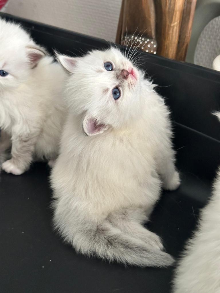 Neva Masquerade kittens te koop, Dieren en Toebehoren, Katten en Kittens | Raskatten | Langhaar, Meerdere dieren, Met stamboom