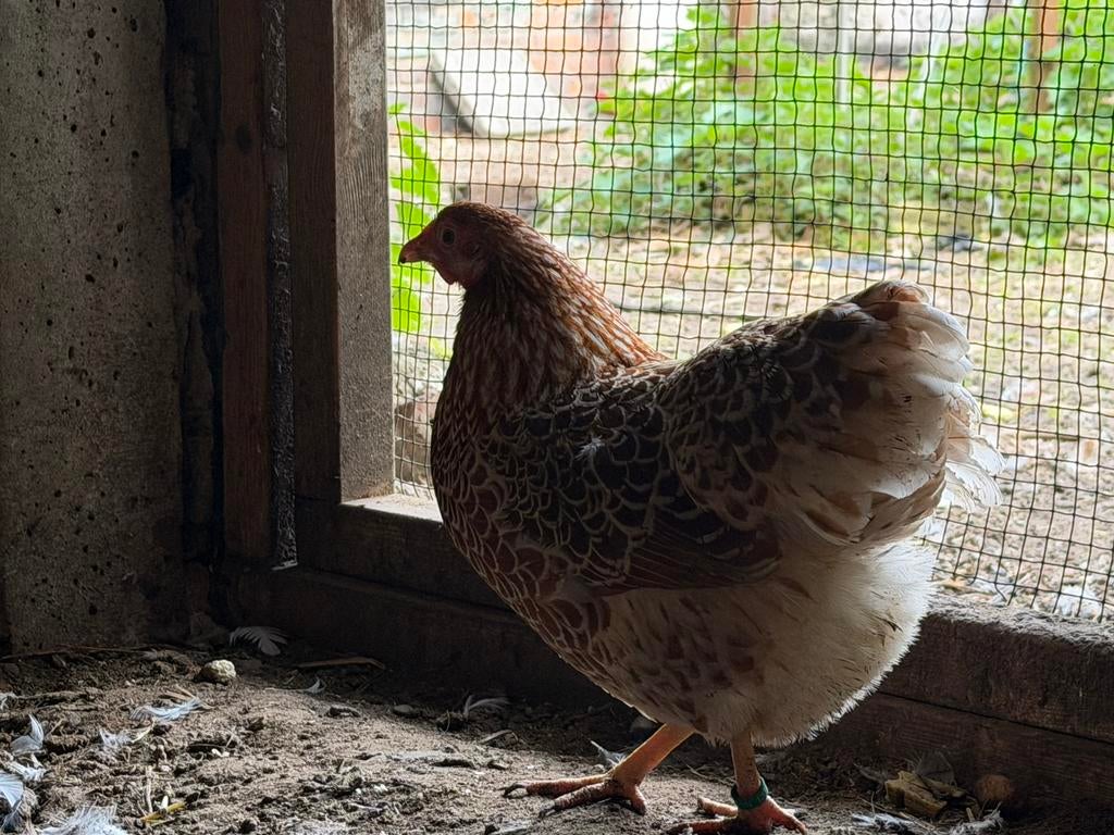 Wyandotte kriel goudwitgezoomd, Dieren en Toebehoren, Pluimvee