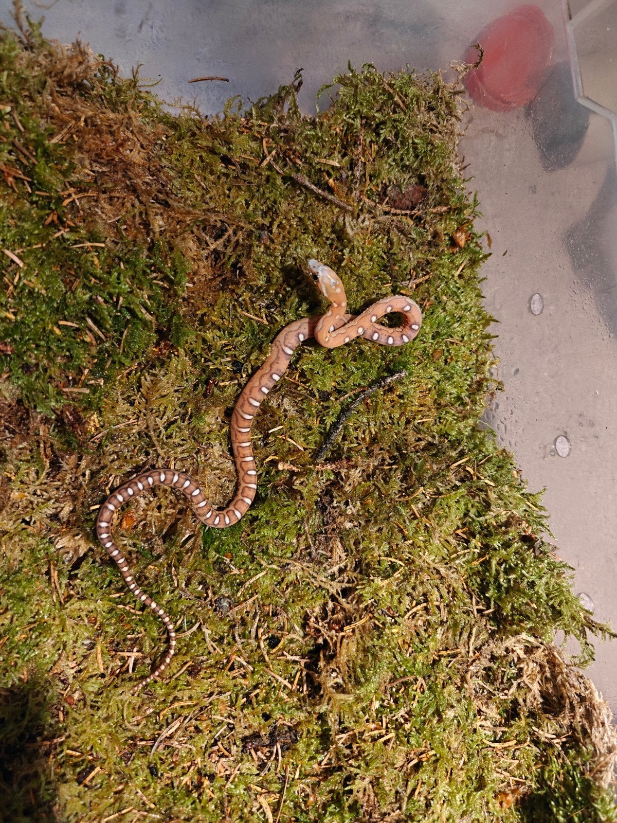 rattenslang scaless het palmetto, Dieren en Toebehoren, Reptielen en Amfibieën, Slang, 0 tot 2 jaar