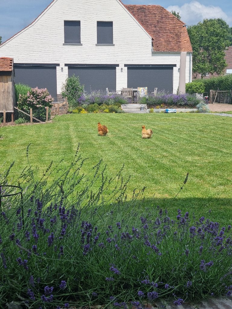 Gratis zijdehoen kriel, Dieren en Toebehoren