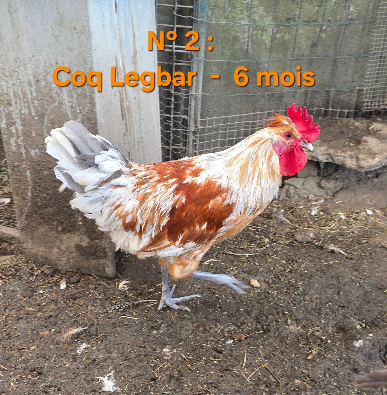 Jeune Coq Legbar (6 mois), Mâle, Poule ou poulet