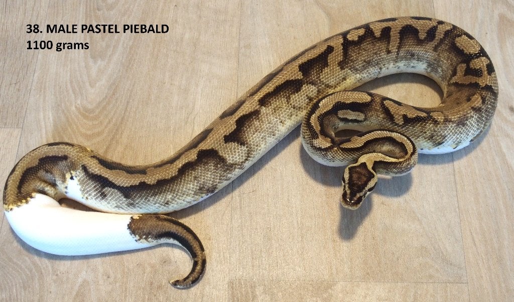 Koningspythons halfwas en kweekdieren deel 2 Ball Python photo 9
