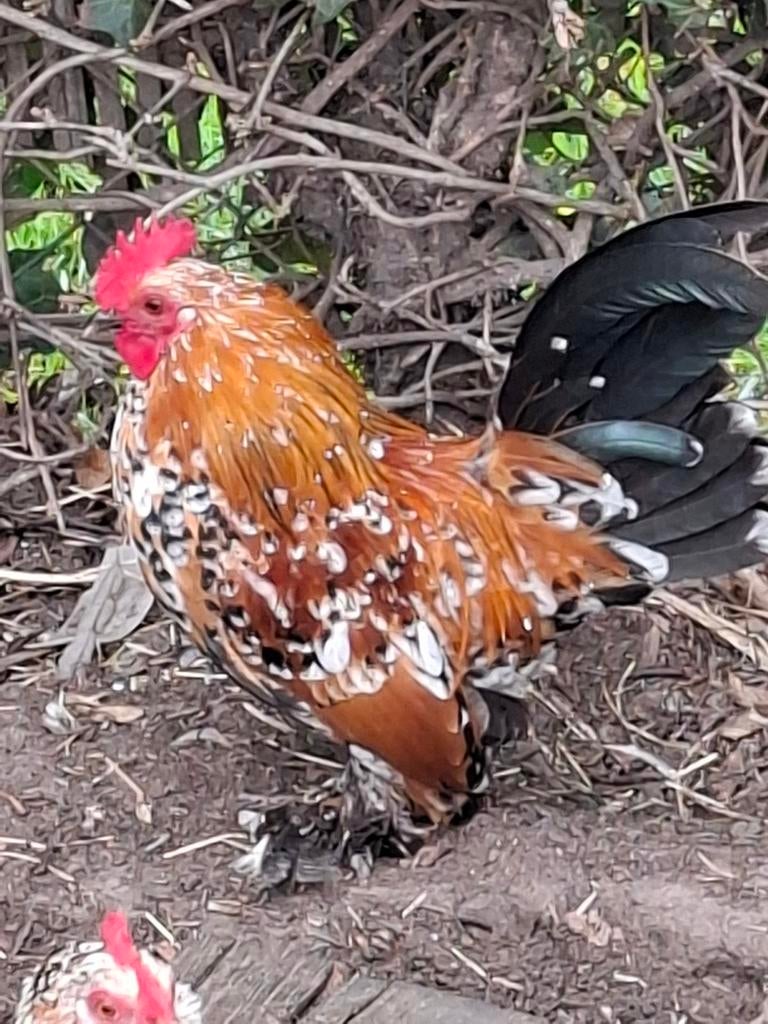 Nederlandse sabelpoot haan, Dieren en Toebehoren