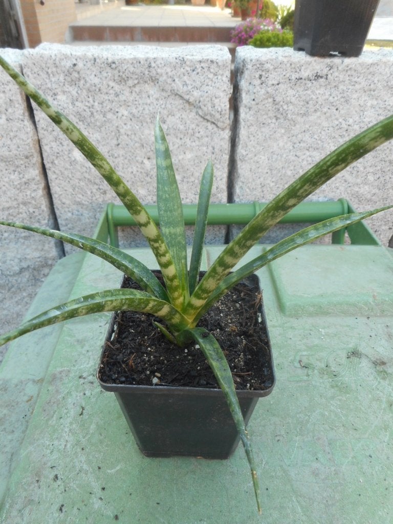 Plantes, Enlèvement ou Envoi, Plante fixe, Autres espèces, Mi-ombre