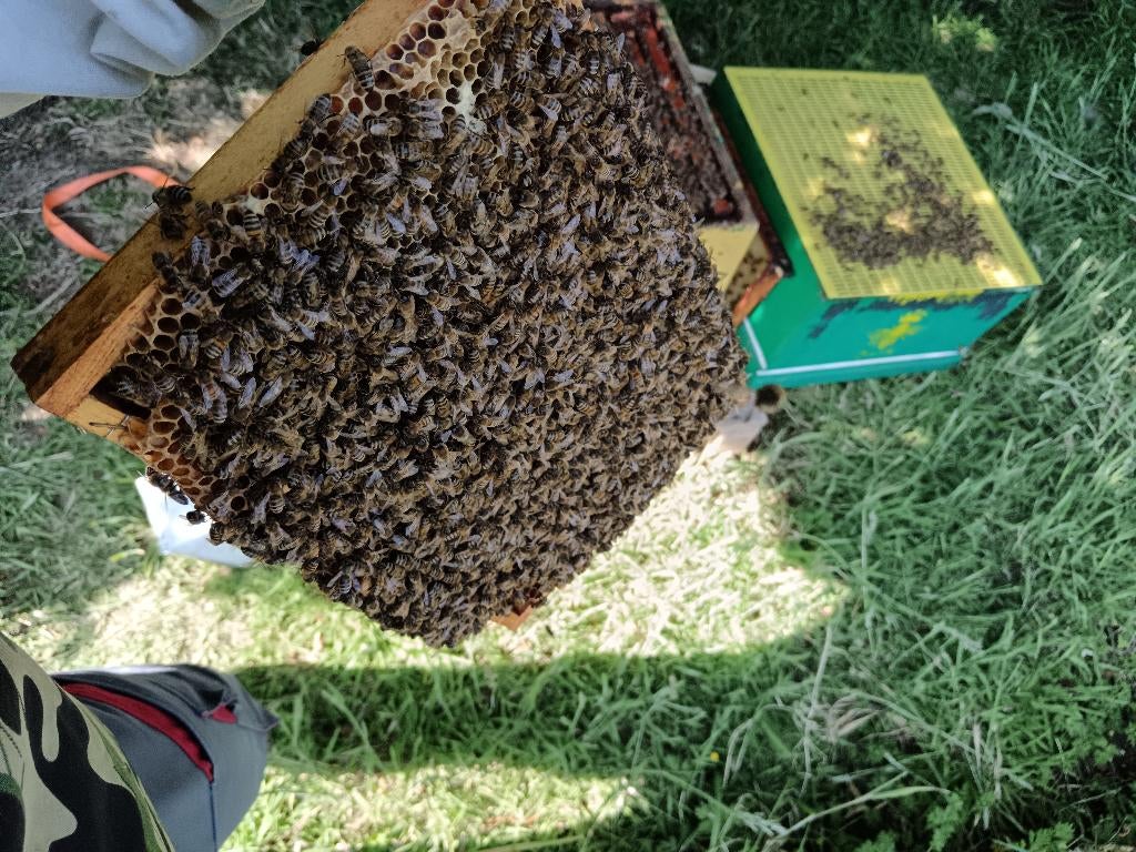 Bijenvolk, Dieren en Toebehoren, Bijen