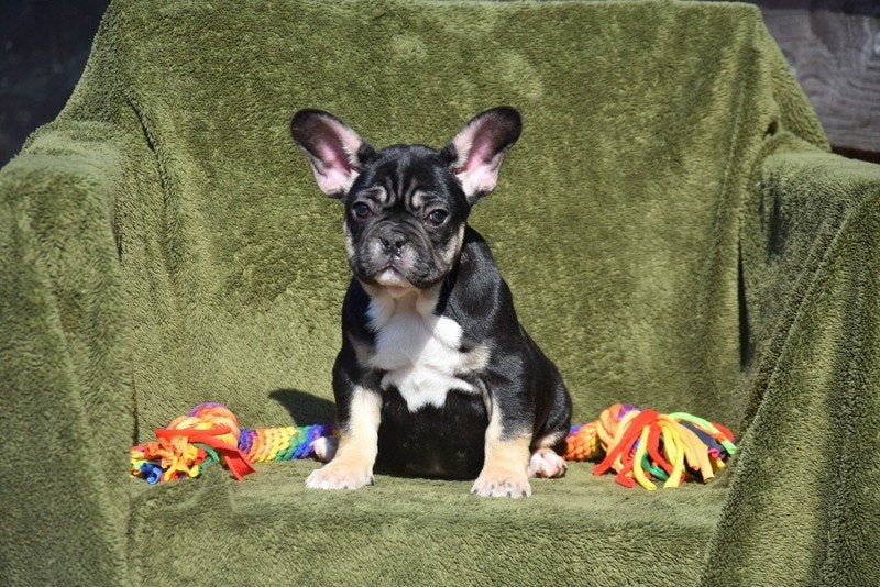 Prachtig Black and Tan Frans Bulldog pupje, Dieren en Toebehoren, Honden | Bulldogs, Pinschers en Molossers, Parvo, België, 8 tot 15 weken