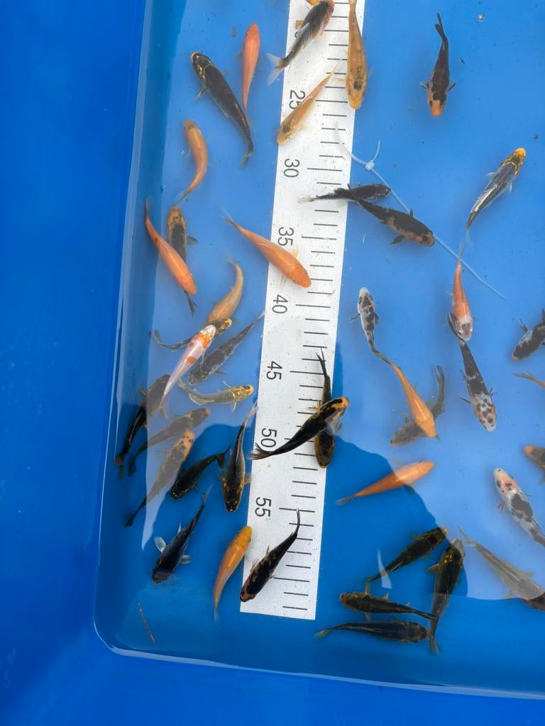 60 babykoi 7-9 cm nakweek, Animaux & Accessoires, Poissons | Poissons d'étang, Carpe ou Koï