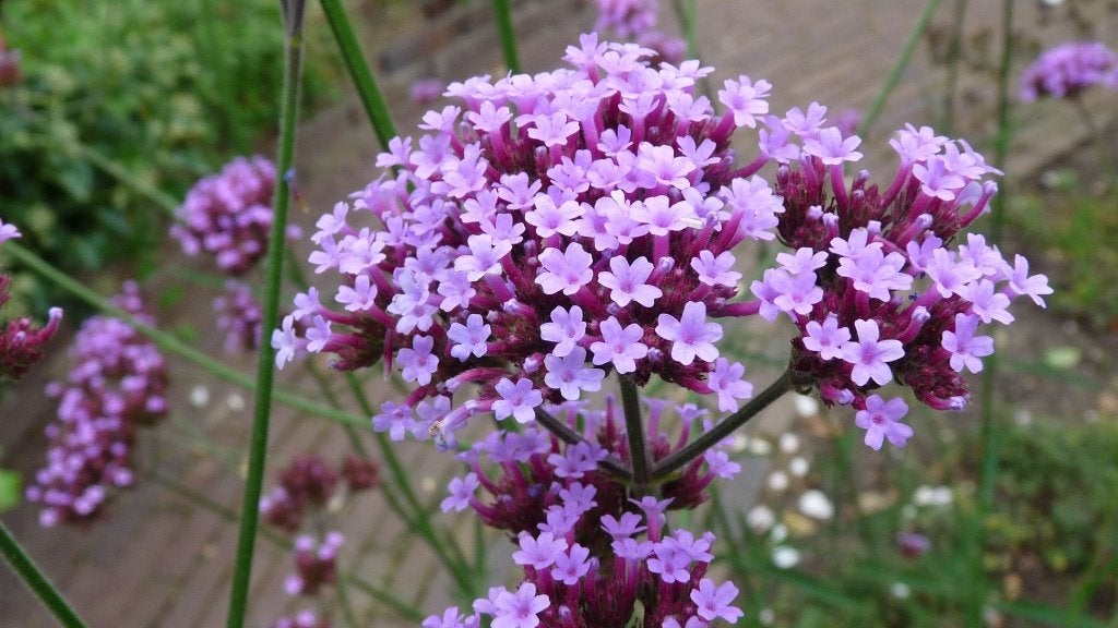 Verbena bonariensis, Jardin & Terrasse, Autres espèces, Plein soleil, Été, Enlèvement