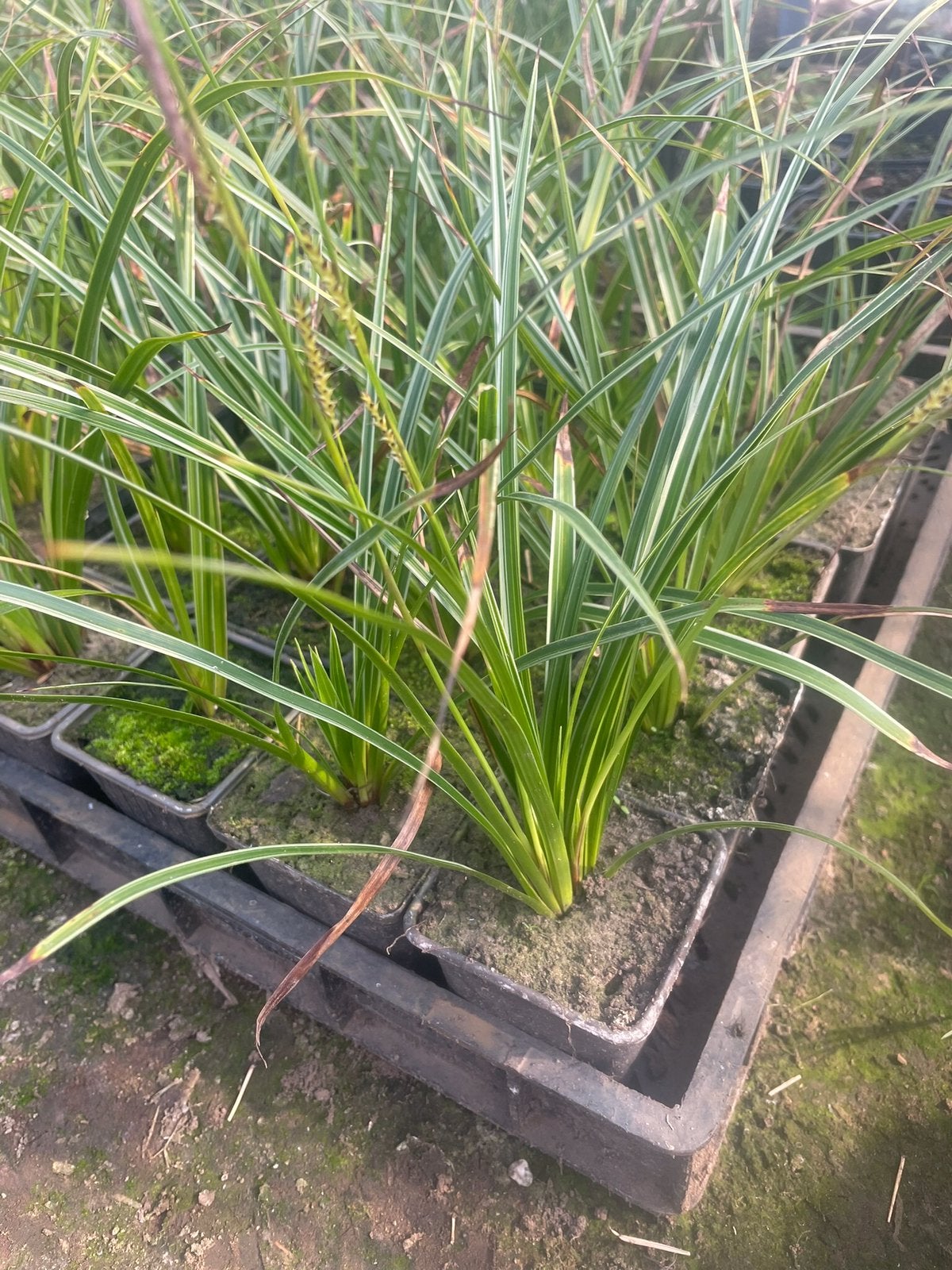 Carex morrowii, Enlèvement