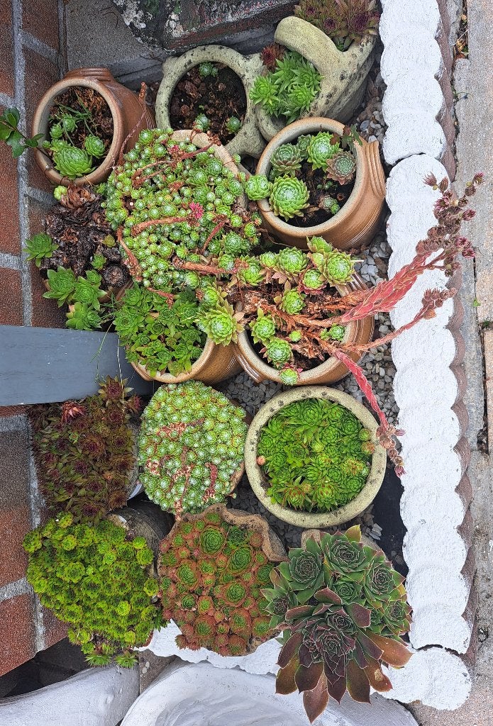 Bloemen en planten, Vaste plant, Halfschaduw, Zomer, Ophalen