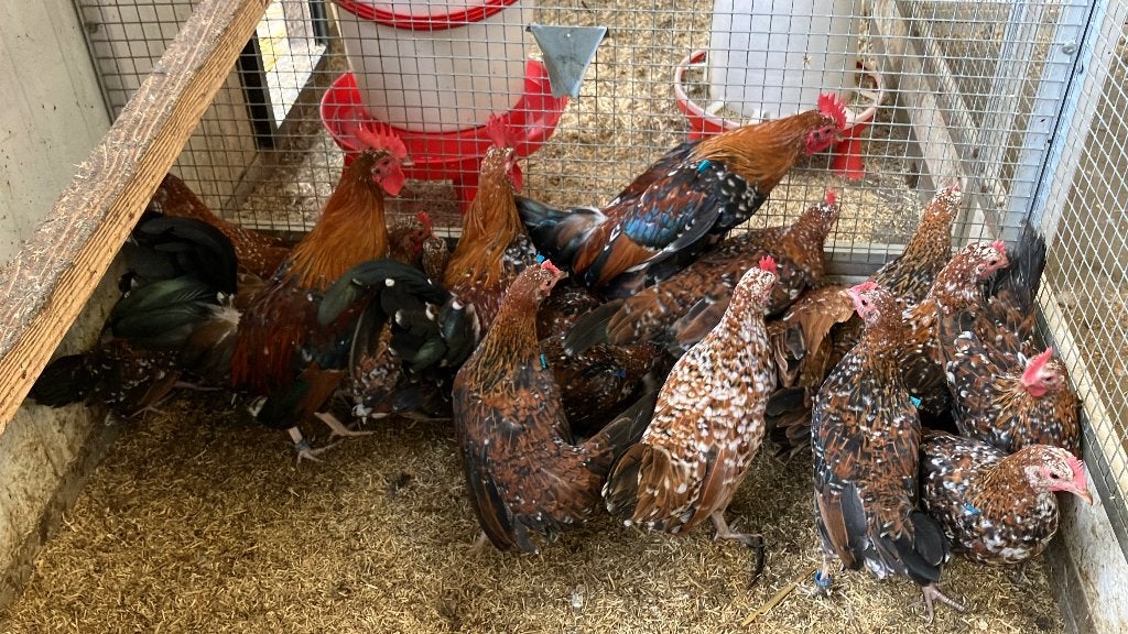 Bailanterie de Tournai, Animaux & Accessoires, Femelle, Poule ou poulet