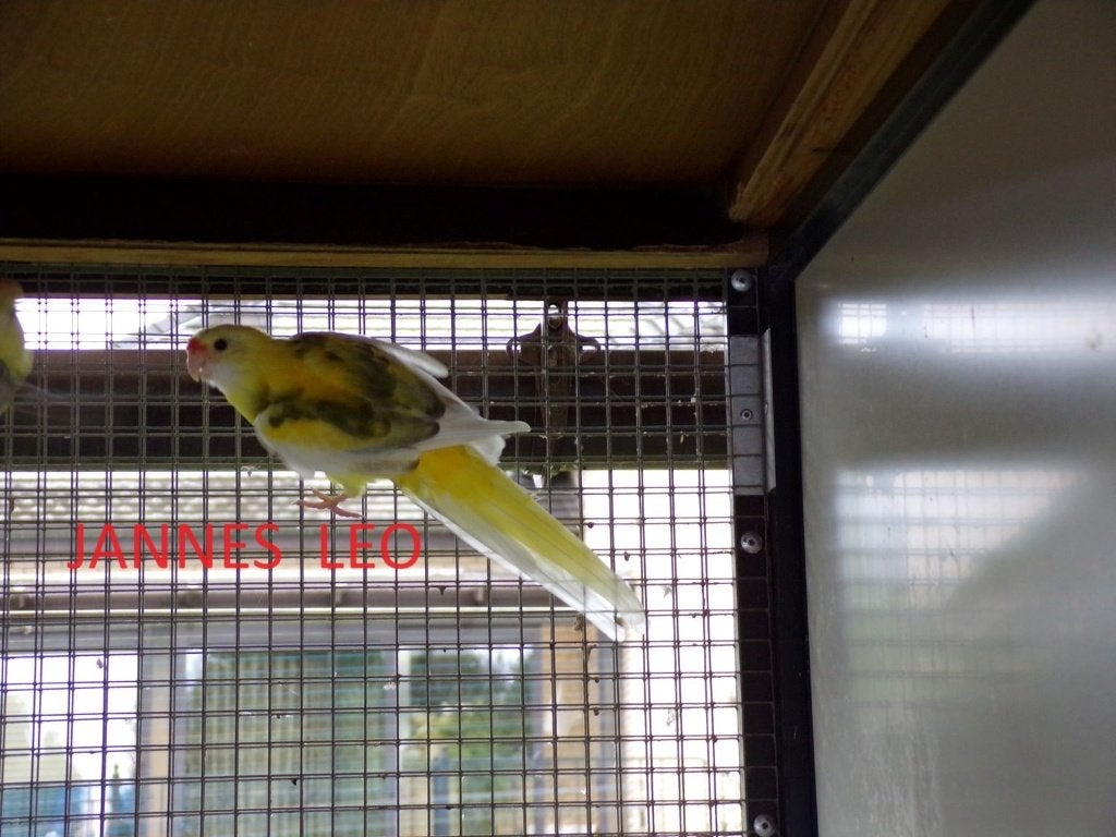 BONTE STROGELE, Plusieurs animaux, Perruche, Bagué