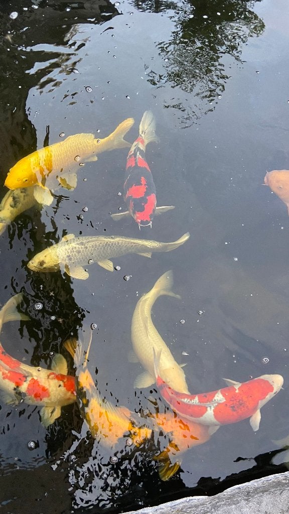 Japanse Koi, Karper of Koi