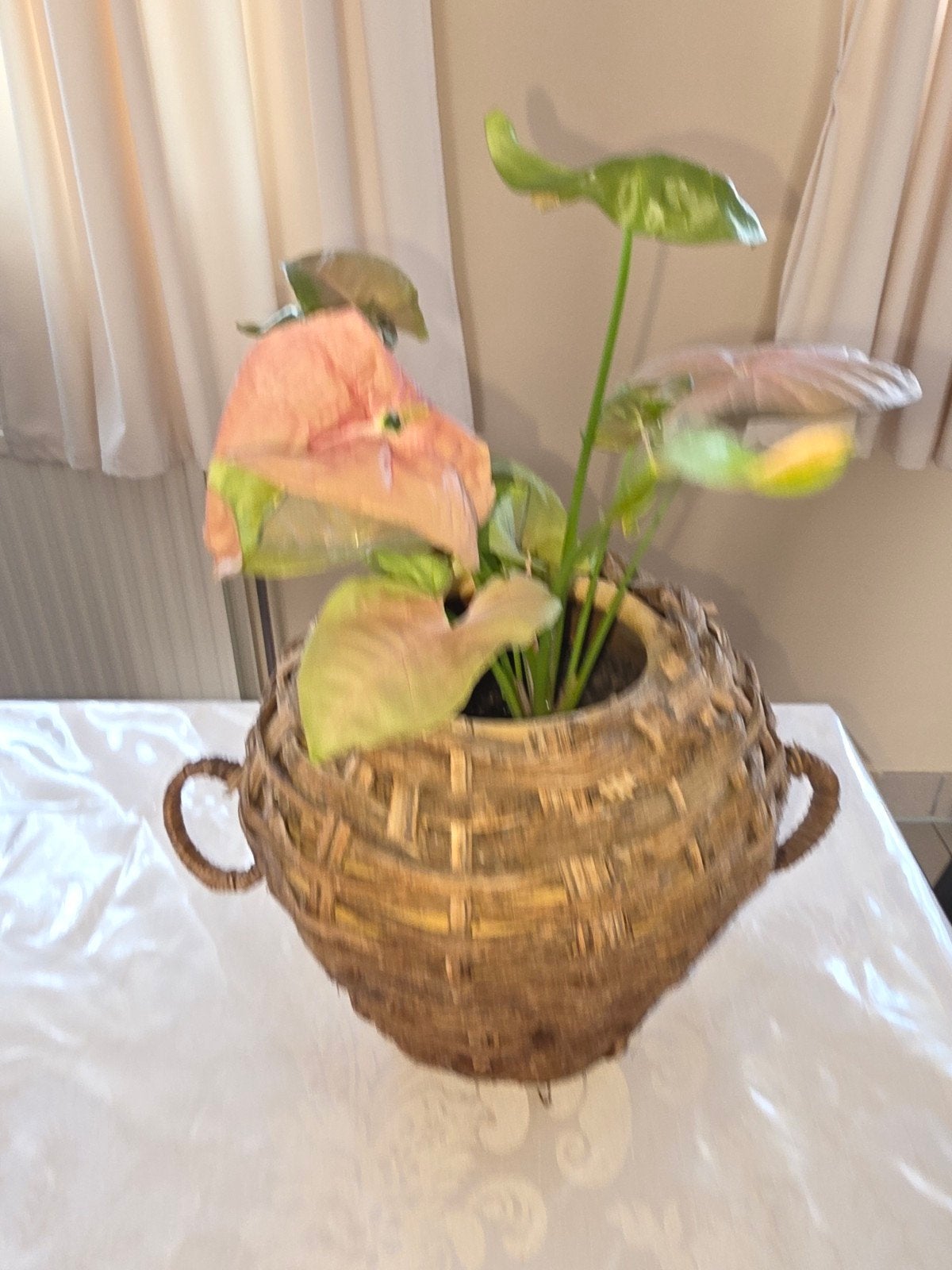 Syngonium pink in leuk pot, Ophalen