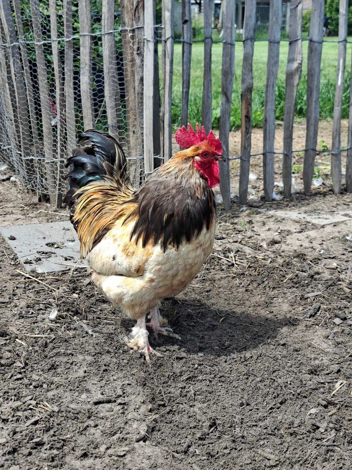 Kriel haantje, Dieren en Toebehoren, Pluimvee