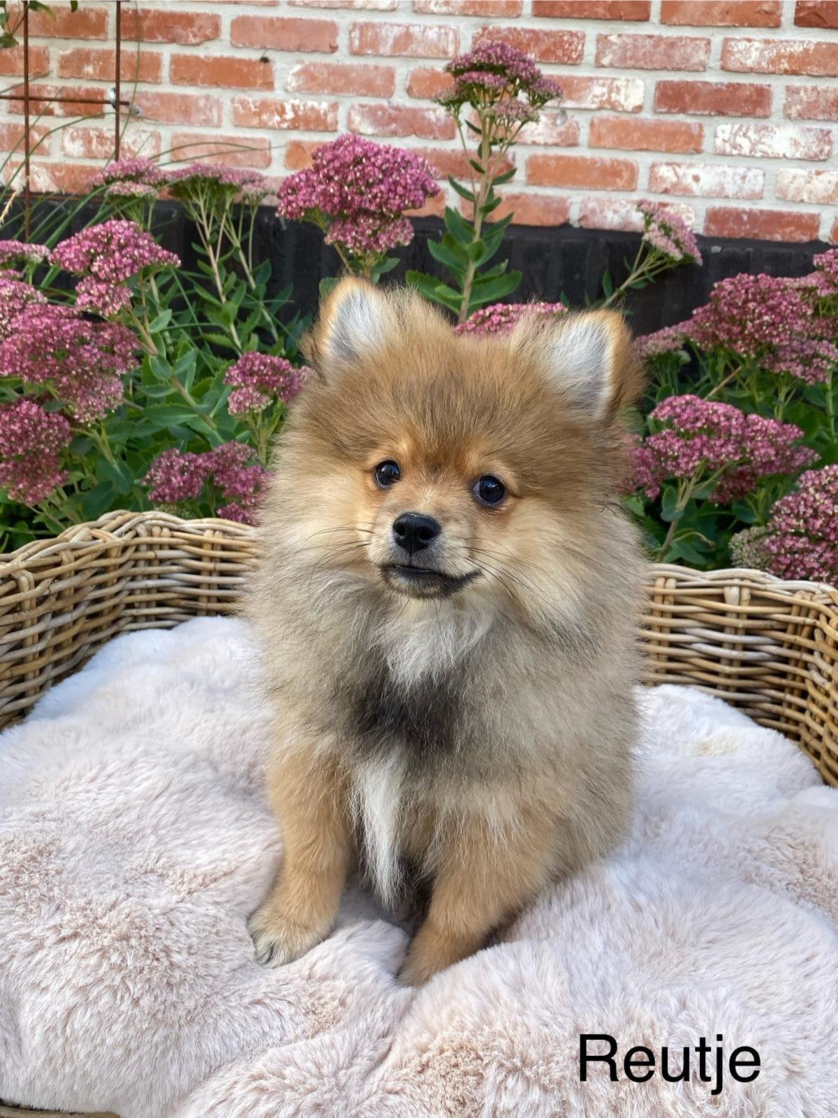 Dwergkeesjes, Dieren en Toebehoren, België, Keeshond, 15 weken tot 1 jaar, CDV (hondenziekte)