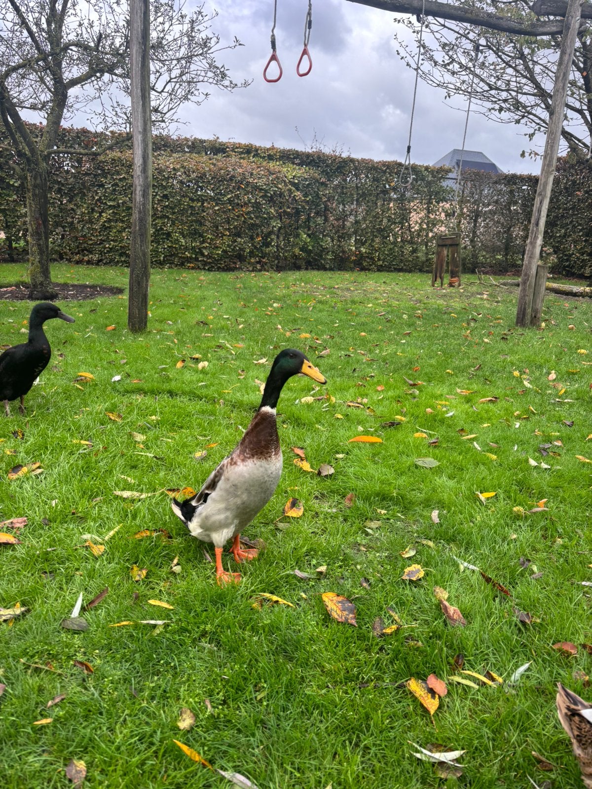 Mooie, gezonde loopeend te koop voor een goed thuisje., Animaux & Accessoires, Mâle, Canard