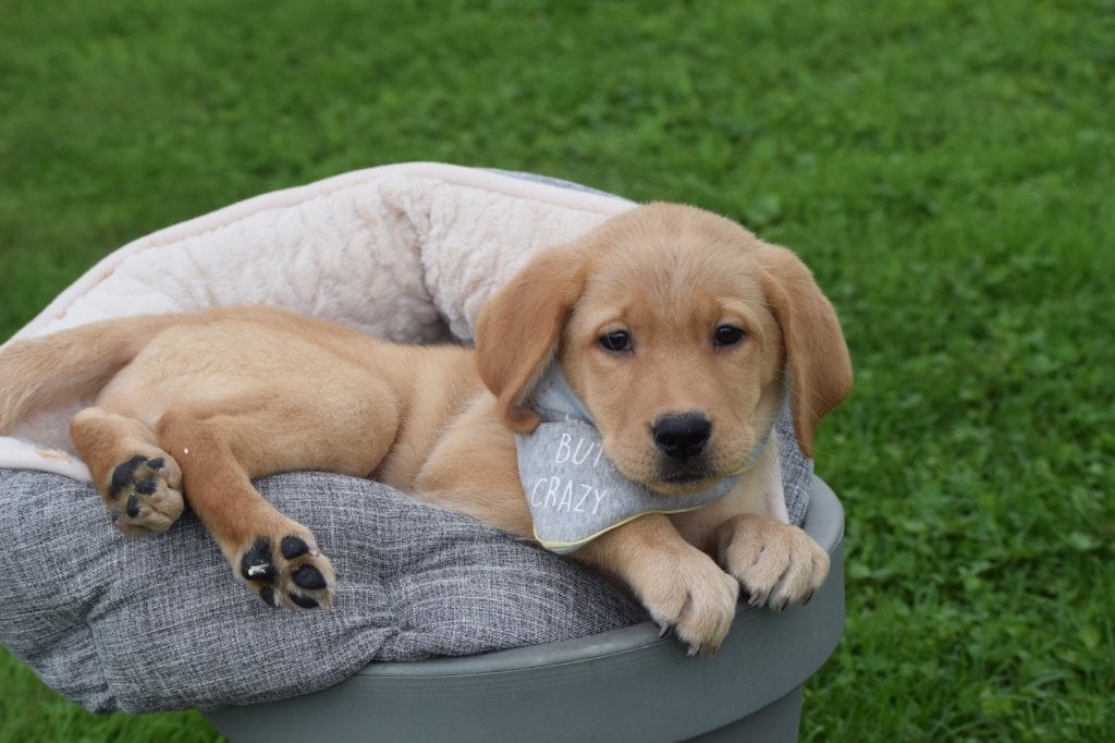 Labrador pups nieuw nestje, Dieren en Toebehoren, België, 8 tot 15 weken, Labrador retriever, Meerdere