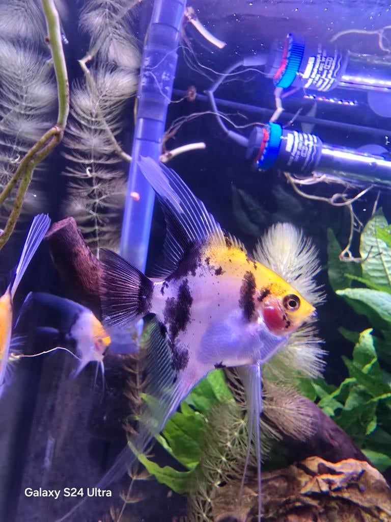 Koi Maanvis - Skalare Koi 5/6cm, Dieren en Toebehoren, Vissen | Aquariumvissen, Vis, Zoetwatervis, Schoolvis
