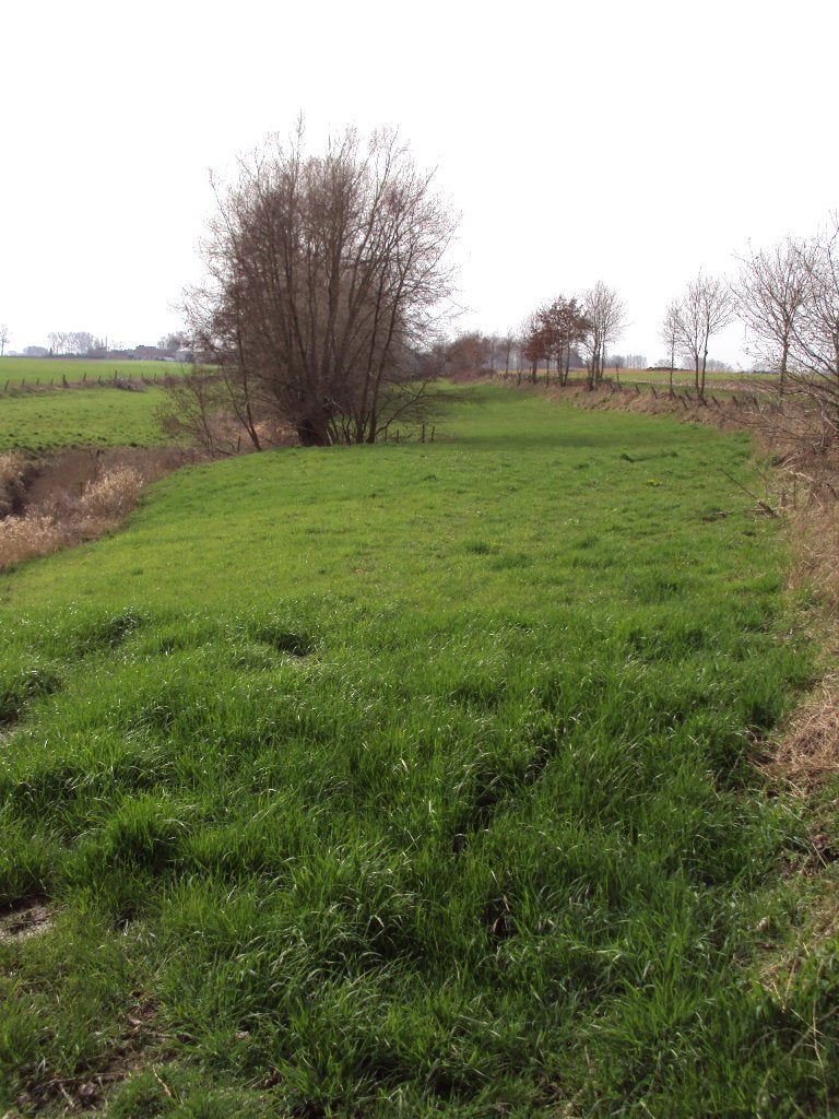 Weide grasland