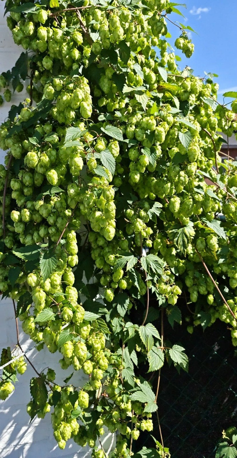 Hop, Tuin en Terras, Ophalen of Verzenden, Overige soorten