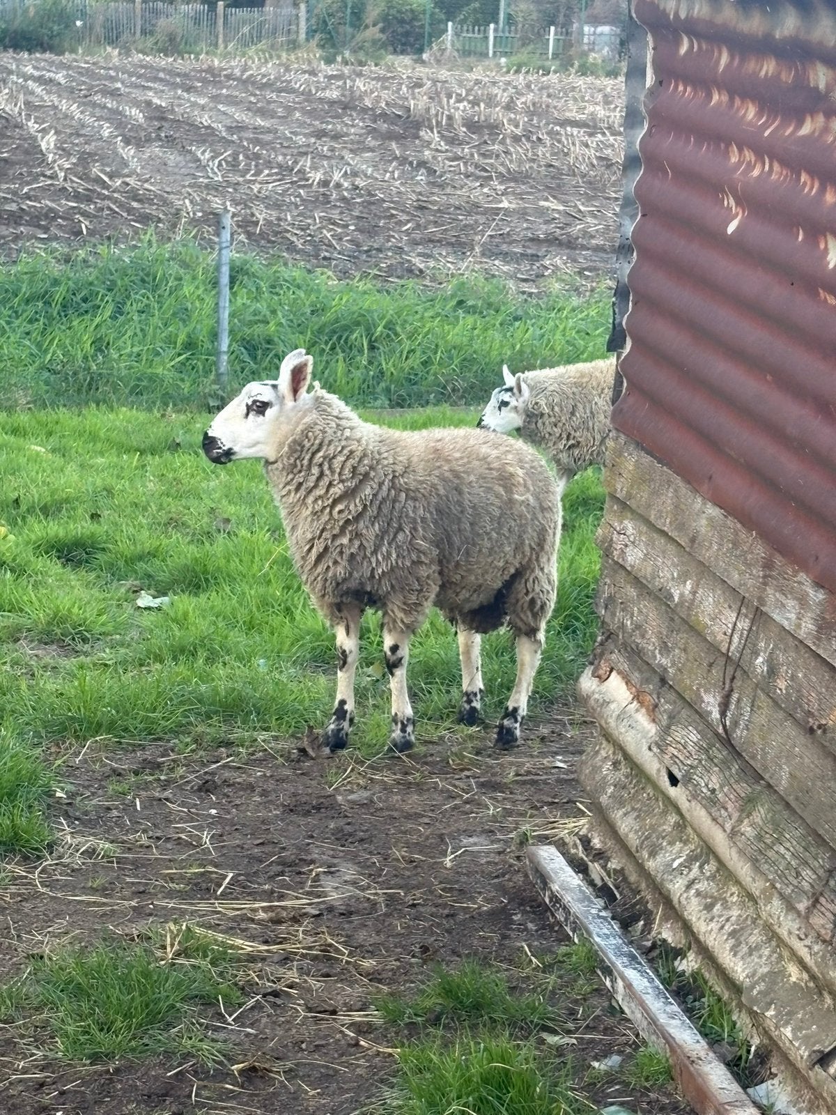 Te koop — mooi schaap van 8 maanden oud, Dieren en Toebehoren, Mannelijk, Schaap, 0 tot 2 jaar