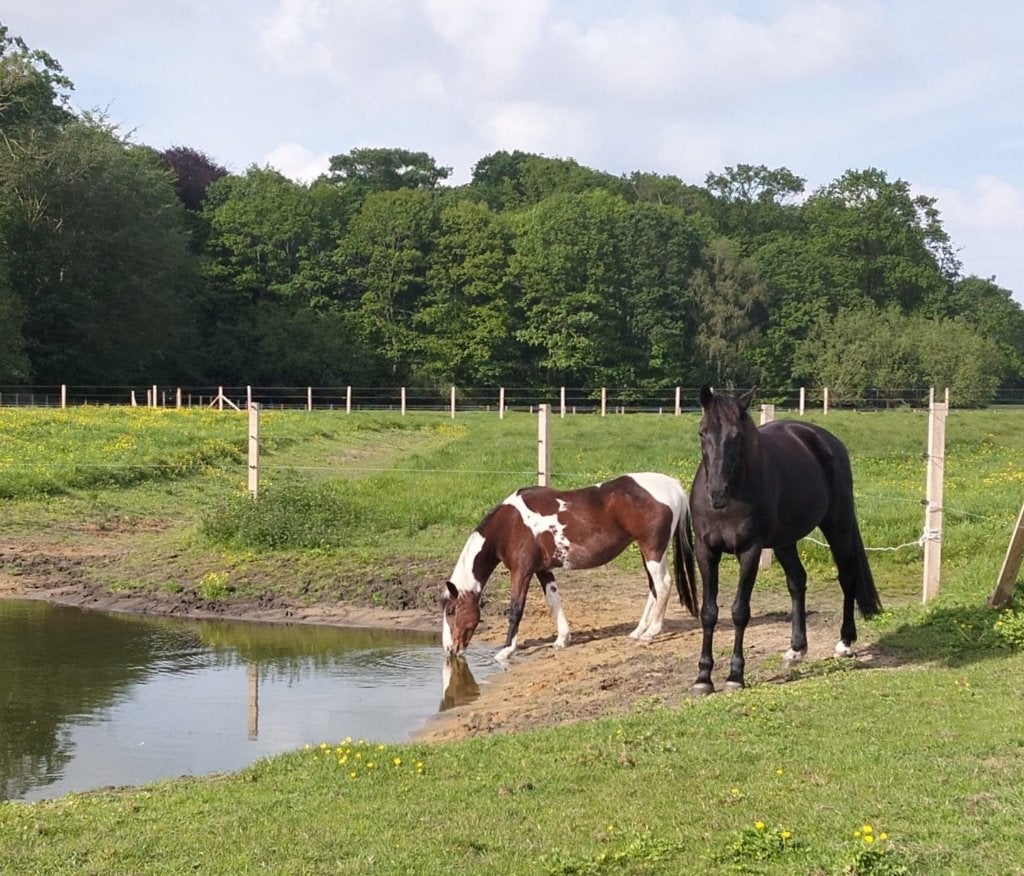 Paddock Paradise Beernem, Animaux & Accessoires, Box & Pâturages, Mise à l'étable, Pâturage, 2 ou 3 chevaux ou poneys