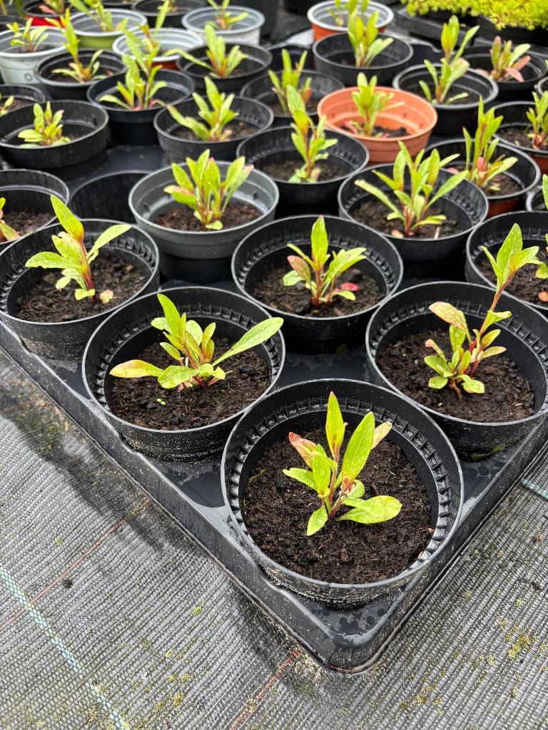 Gaura, Tuin en Terras, Planten | Tuinplanten, Ophalen