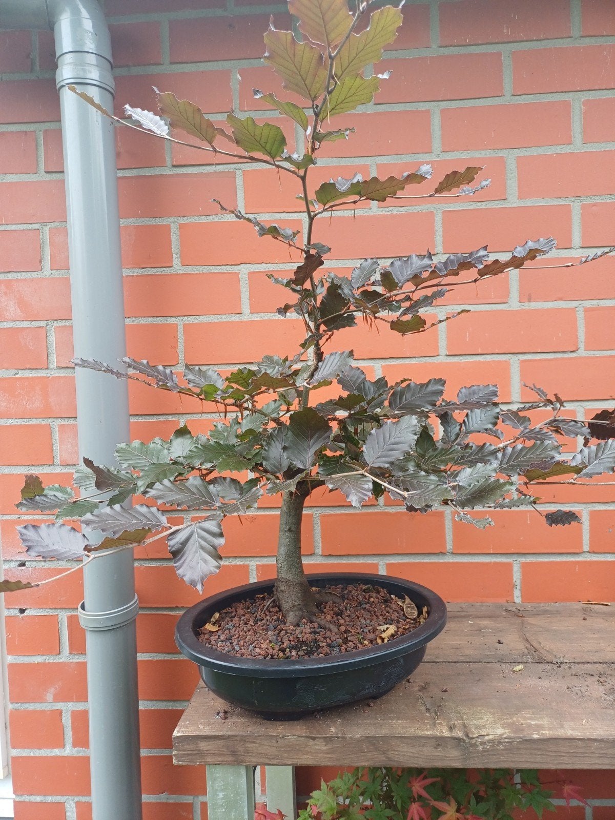 1 rode beuk bonsai, Ophalen