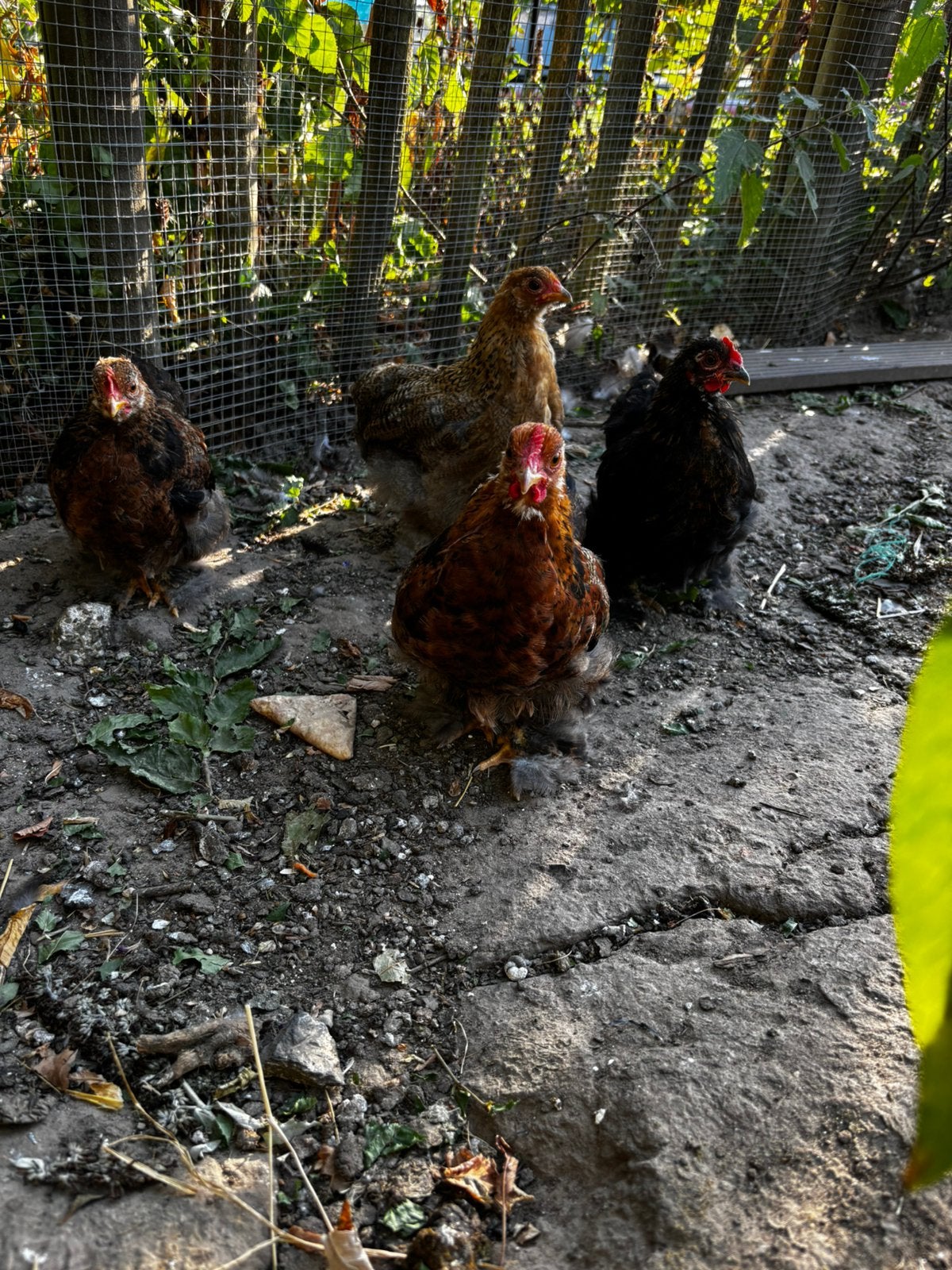 Gratis jonge cochin hanen, Mâle, Poule ou poulet