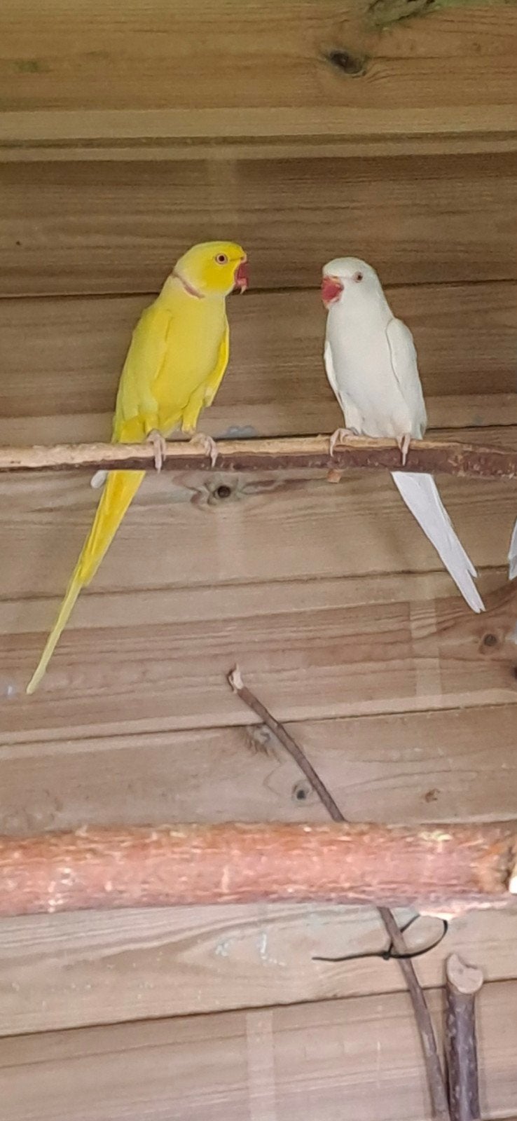 kweekkoppel halsbandparkieten lutino x albino, Geringd